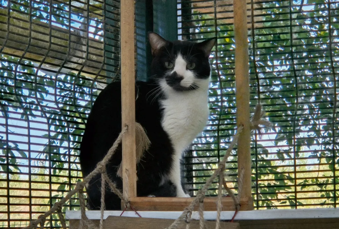 À l'adoption : Tenebrio