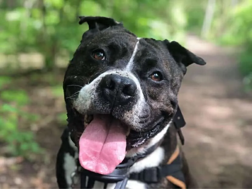 À l'adoption : Hades