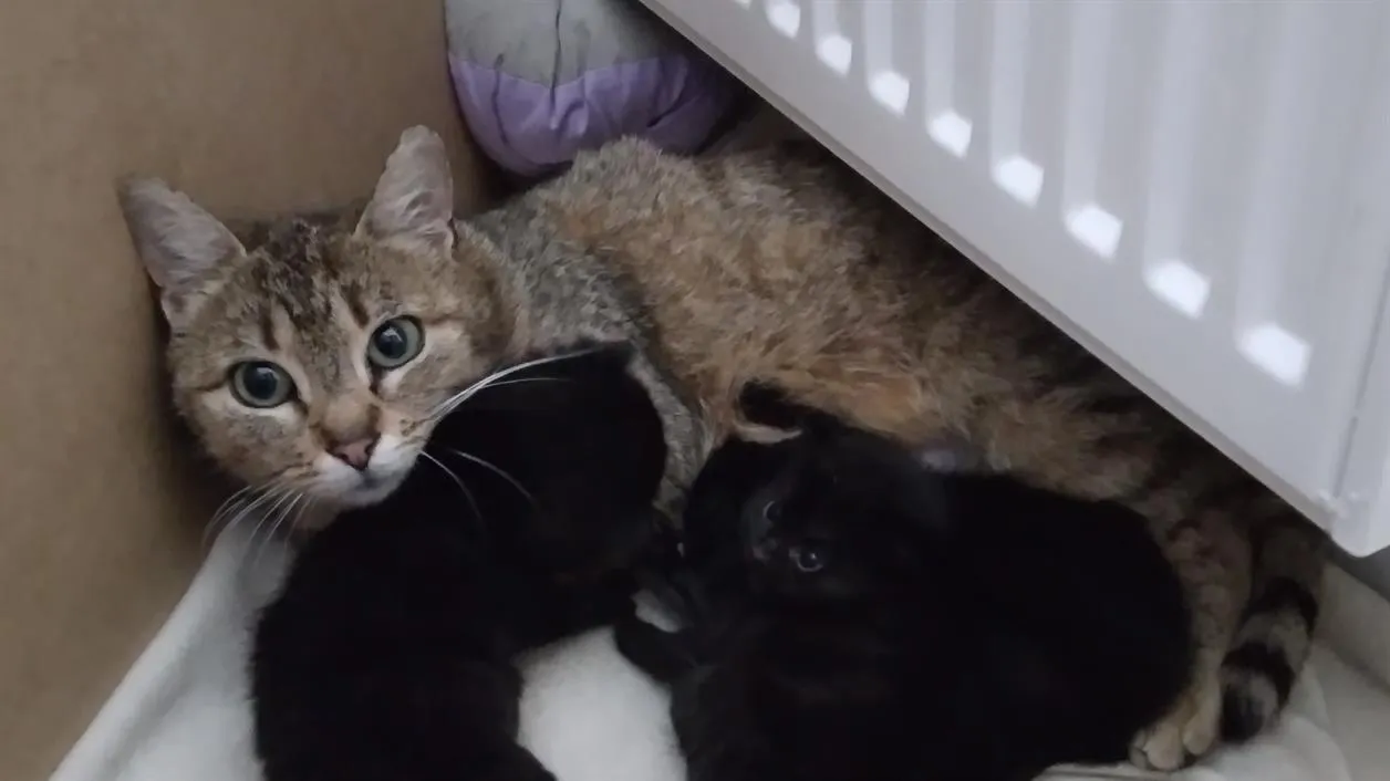 À l'adoption : Powder C