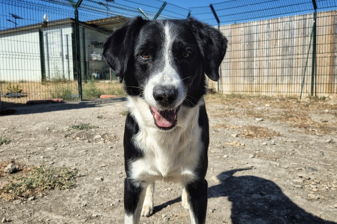 Spa Nancy Chien Adopter