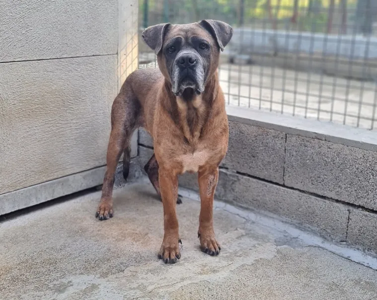 À l'adoption : Siska