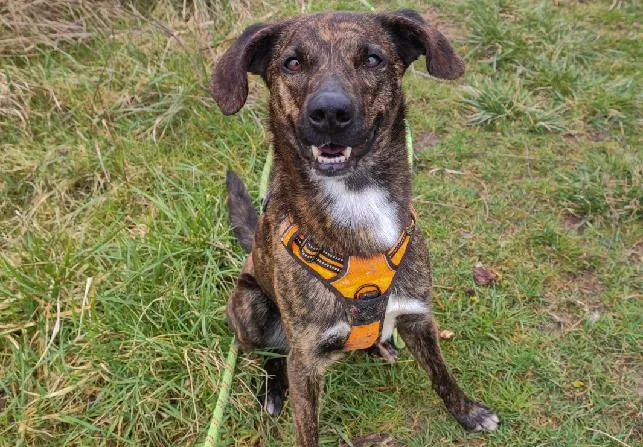 À l'adoption : Zoocky