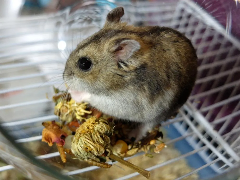 À l'adoption : Jane Pac1336