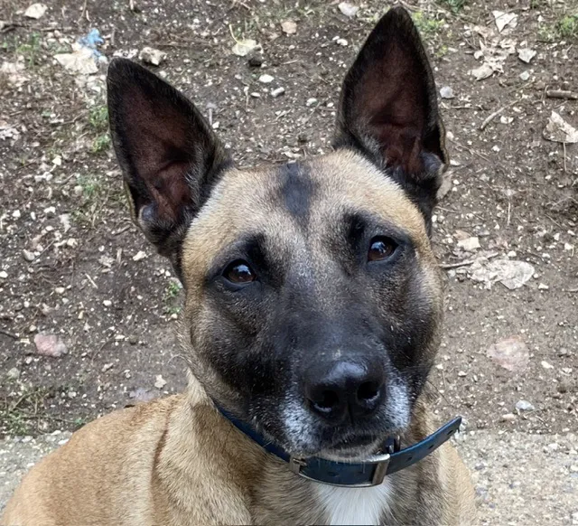 À l'adoption : Bella(One)