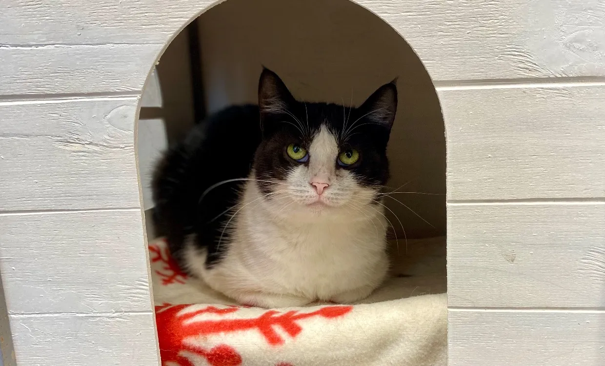 À l'adoption : Celeste