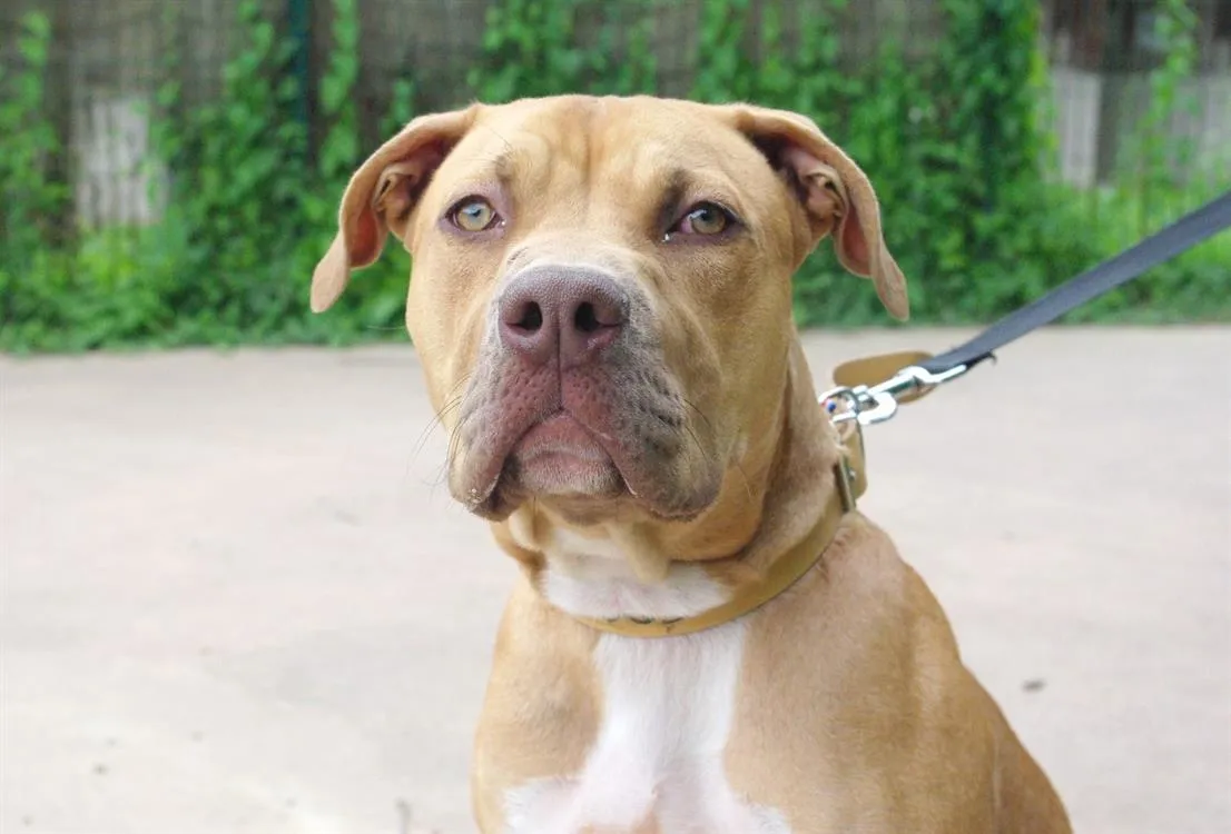 À l'adoption : Toby Paa22937