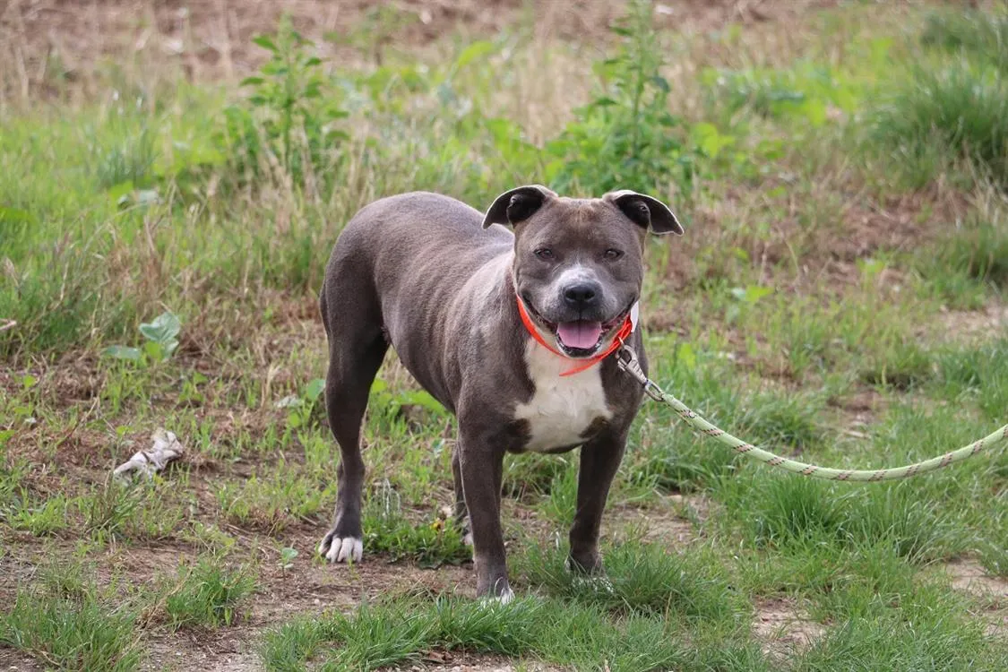 À l'adoption : Guilia Haa24569
