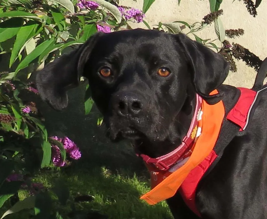 À l'adoption : Pepin