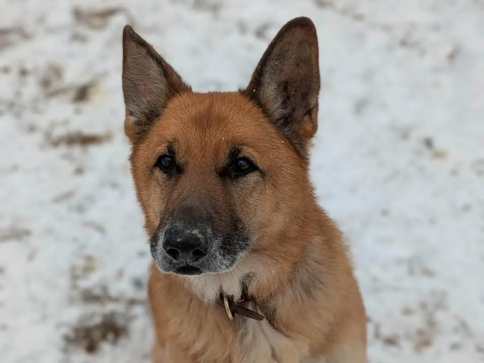 À l'adoption : Baloo