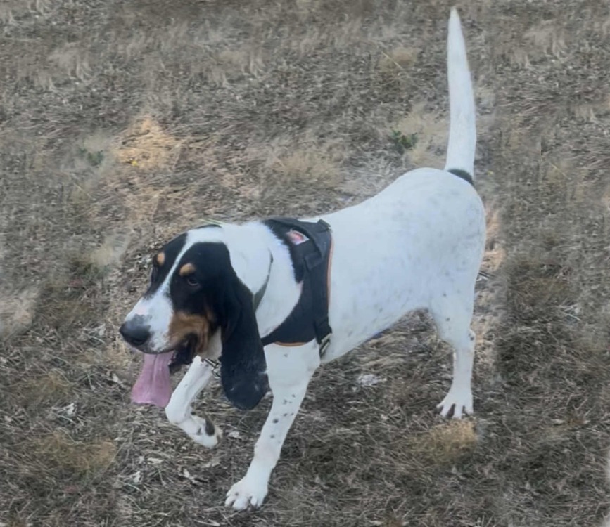 Kiko (réservé)