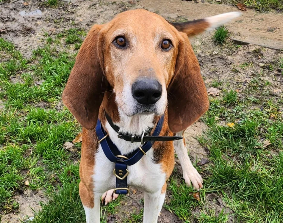 À l'adoption : Pepin