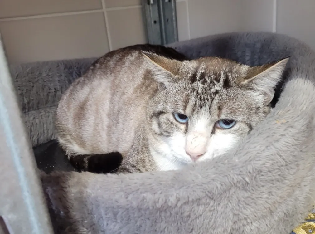 À l'adoption : Cognac