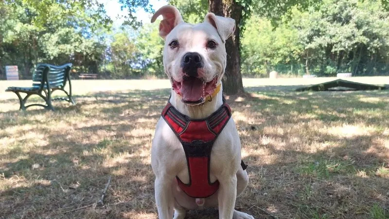 À l'adoption : Taho