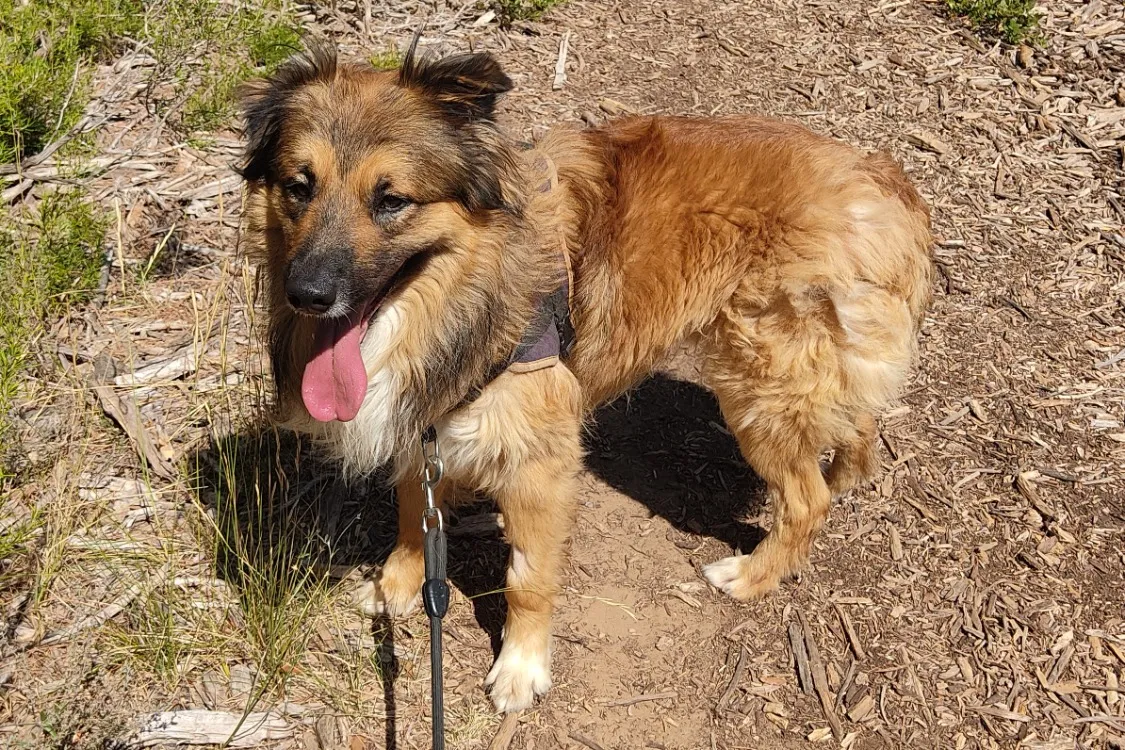 À l'adoption : Gustave