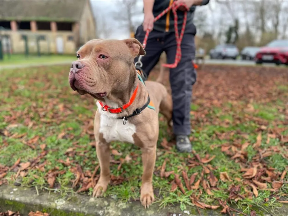 À l'adoption : Milanos