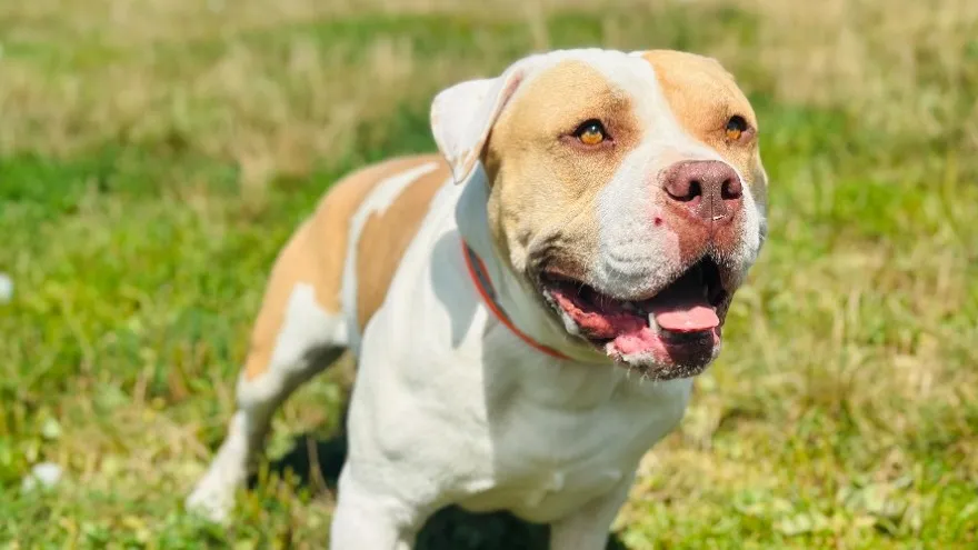 À l'adoption : Loky