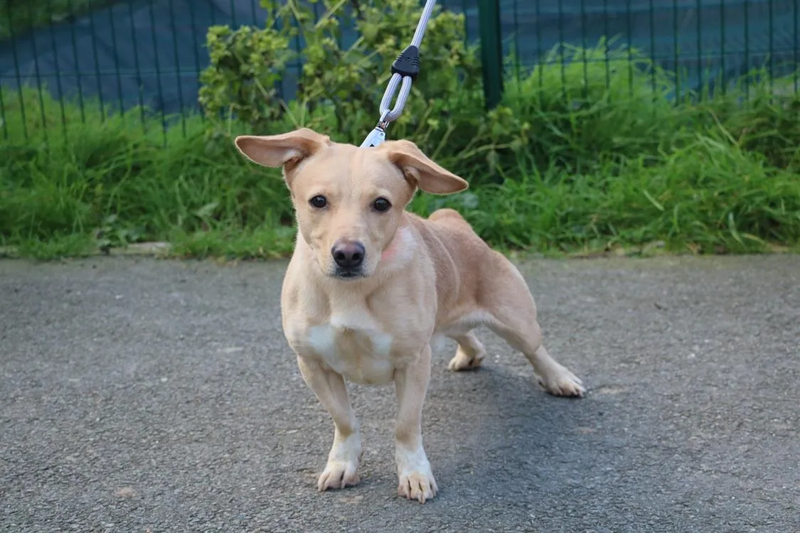 À l'adoption : Fox Haa24575