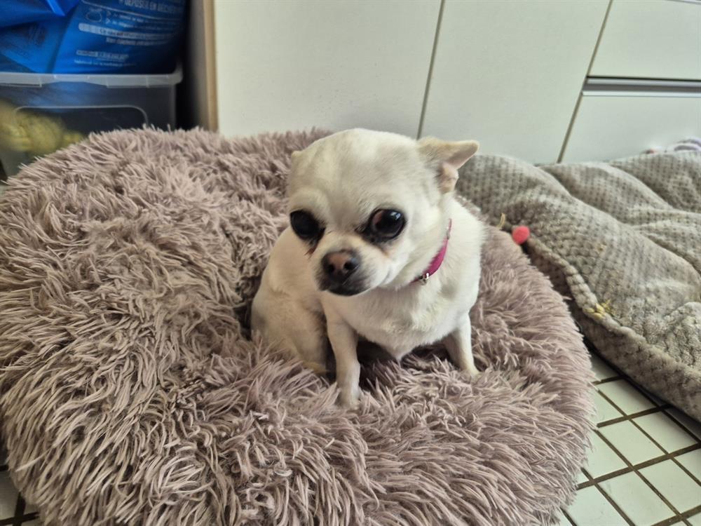 À l'adoption : Gucci