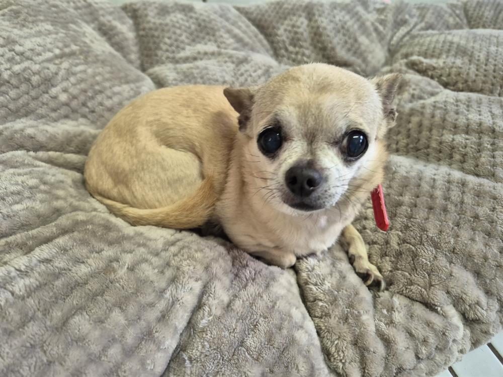 À l'adoption : Chanel