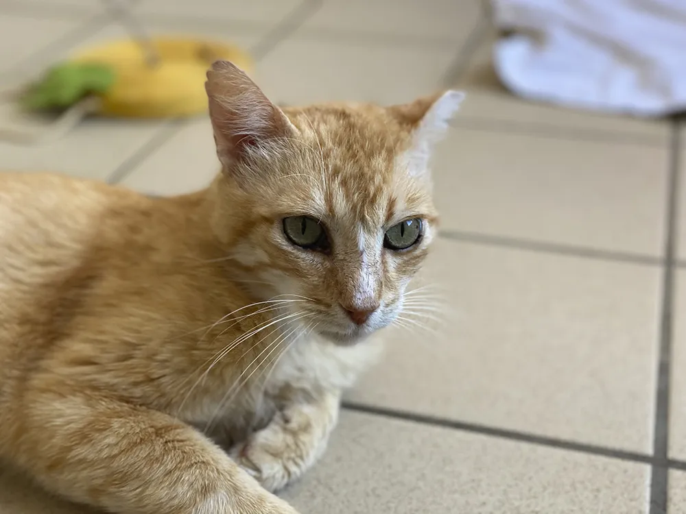 À l'adoption : After