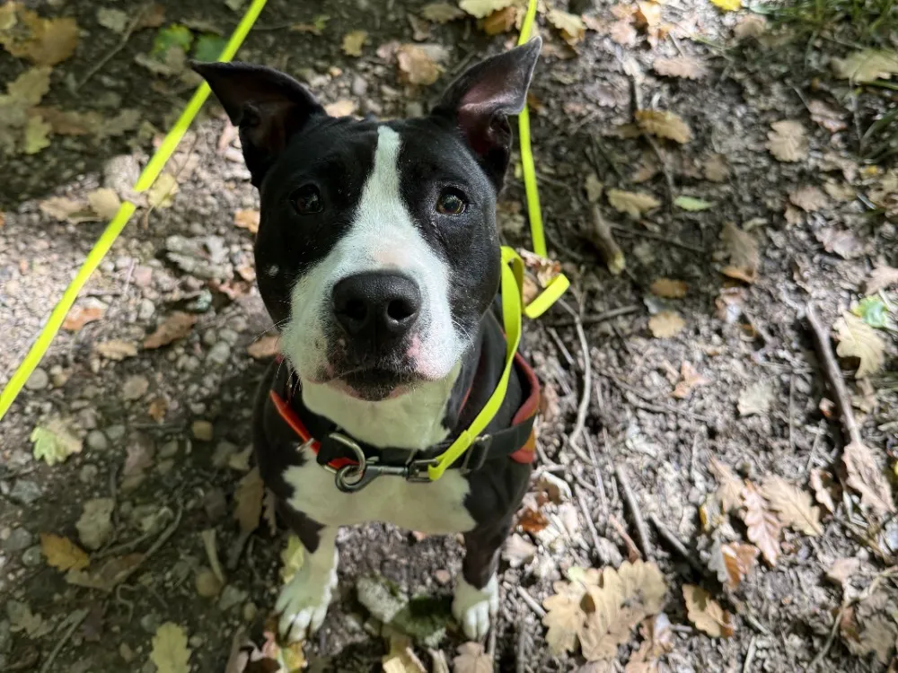 À l'adoption : Russia