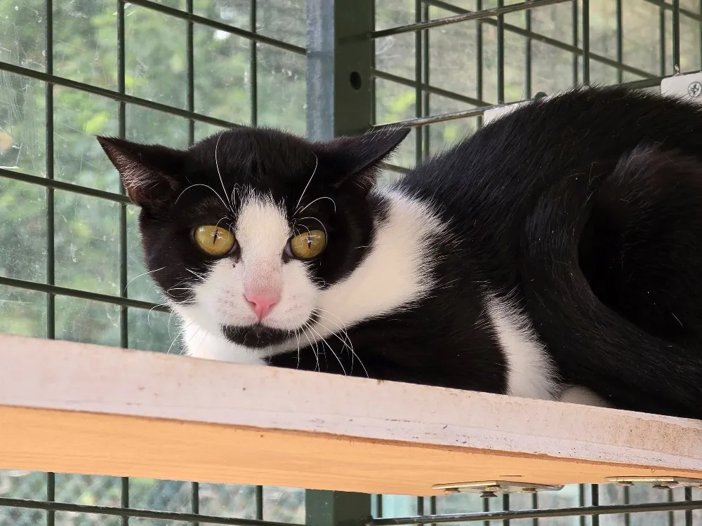 À l'adoption : Moonlight