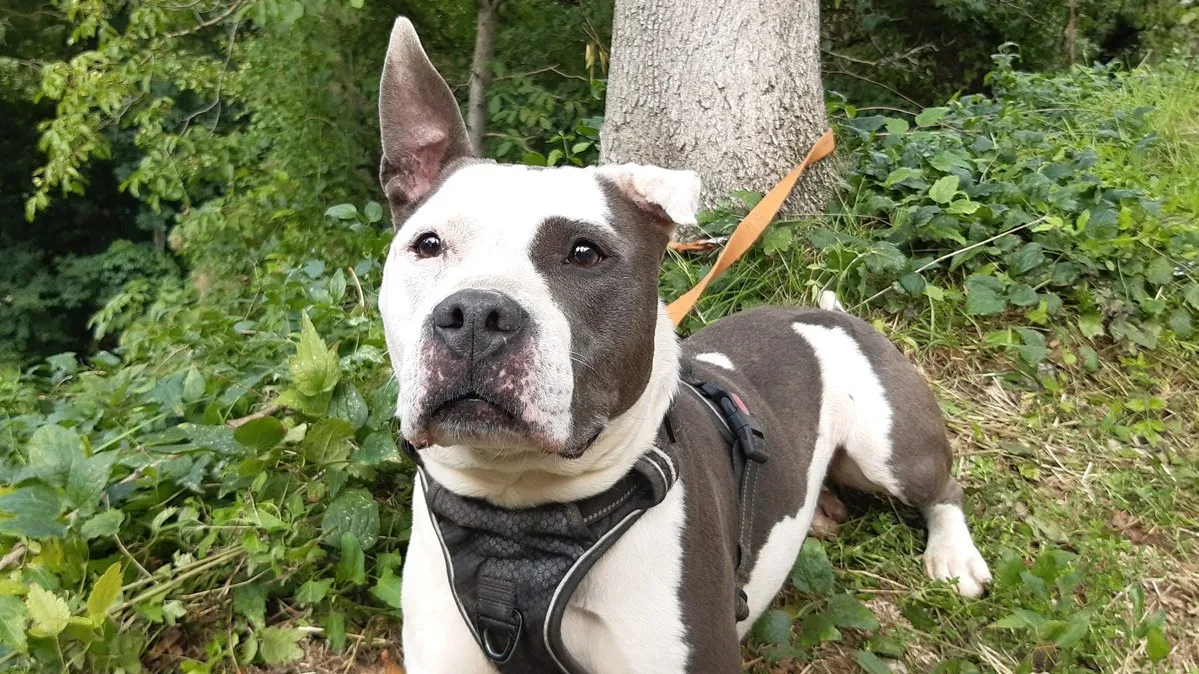 À l'adoption : Pistache