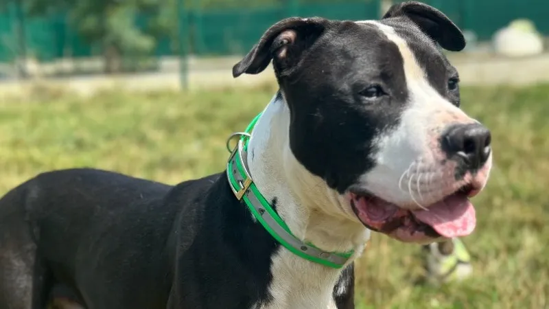 À l'adoption : Spayk