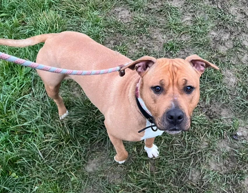 À l'adoption : Kally