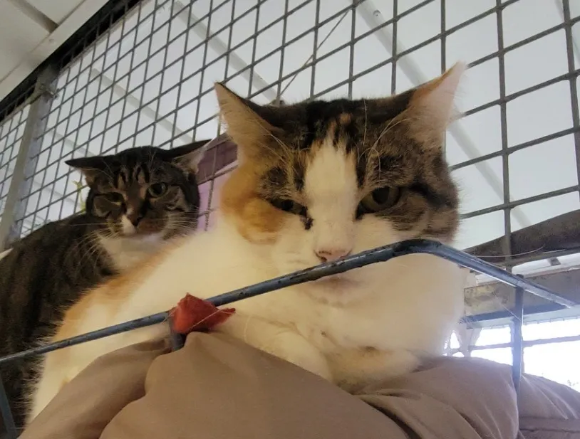 À l'adoption : Booba