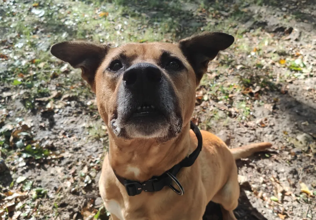 À l'adoption : Whisky