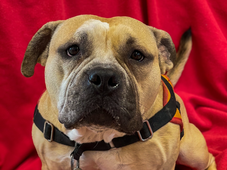 À l'adoption : Mykonos