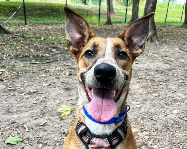 À l'adoption : Jora