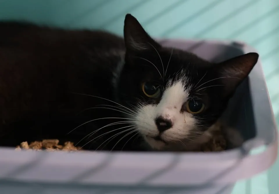 À l'adoption : Gaia