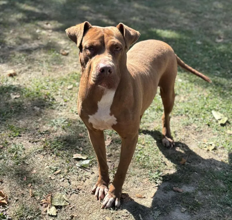 À l'adoption : Mia Caa13969