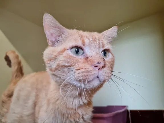 À l'adoption : Oliver