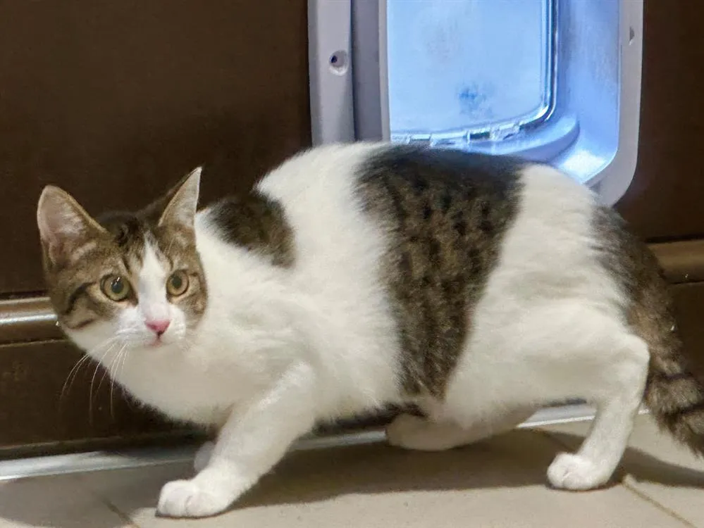 À l'adoption : Charabia