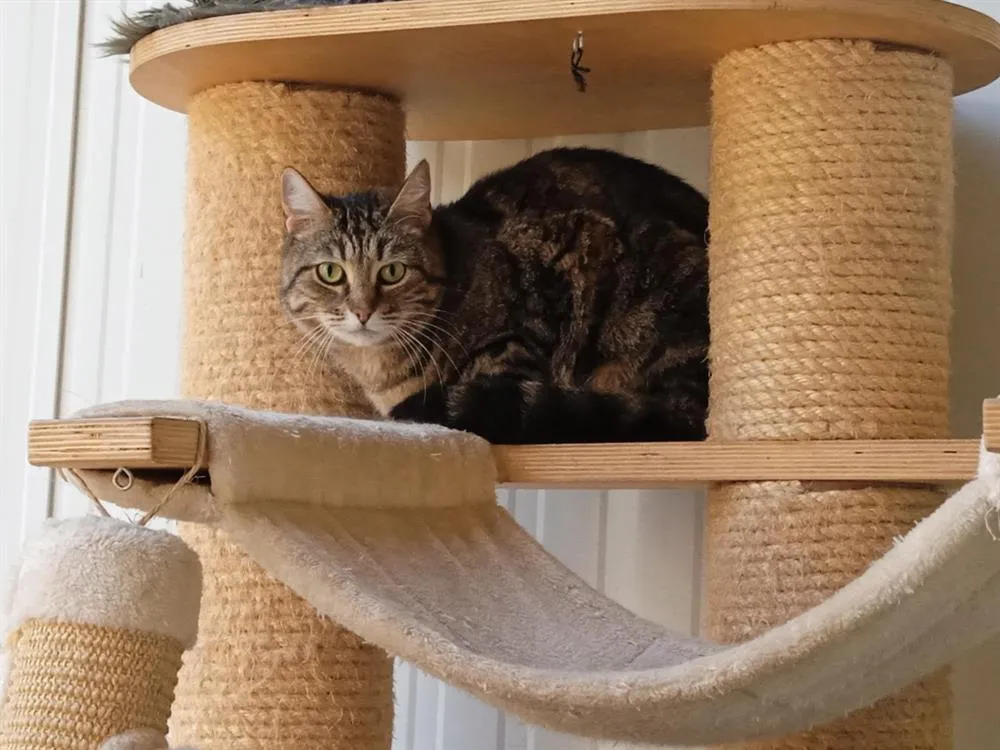 À l'adoption : Pimprenelle