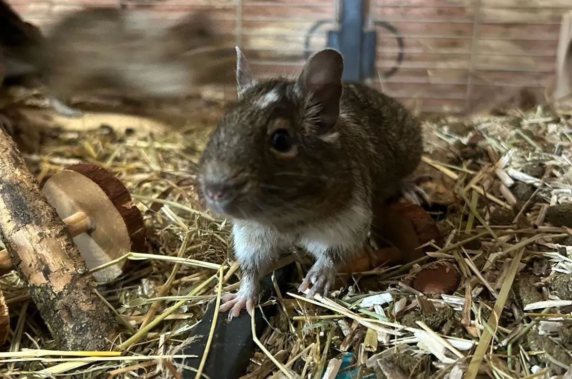 À l'adoption : Feufolette 643