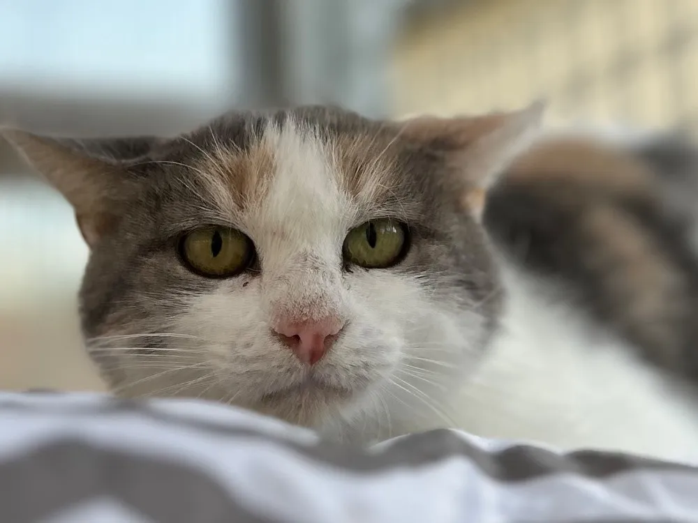 À l'adoption : Poppy