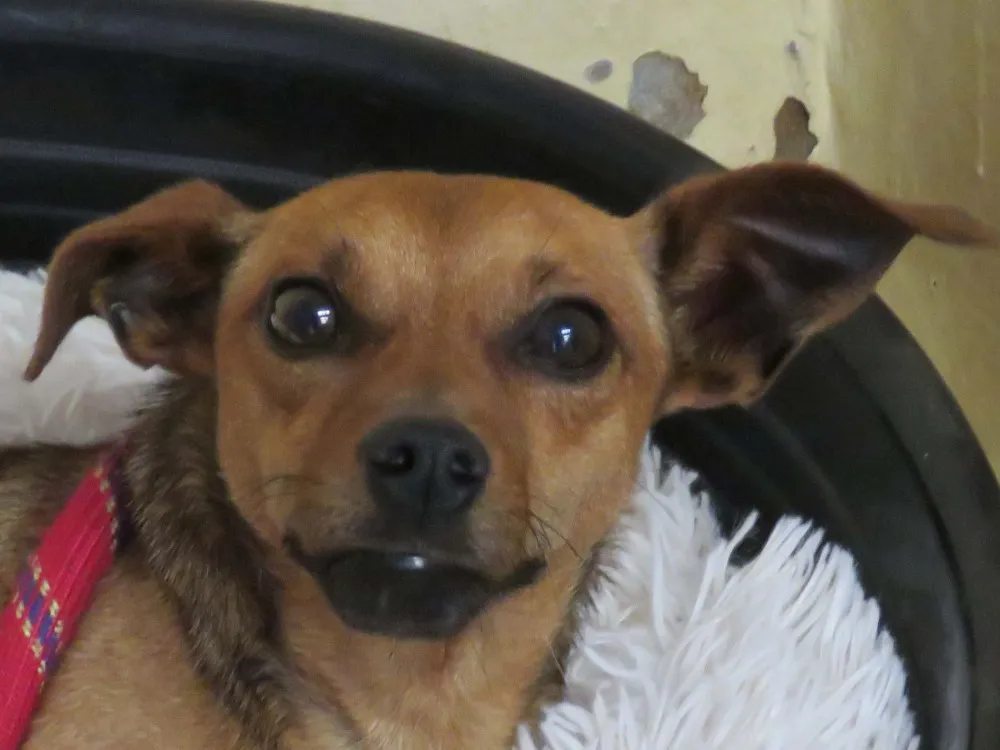 À l'adoption : Meridius