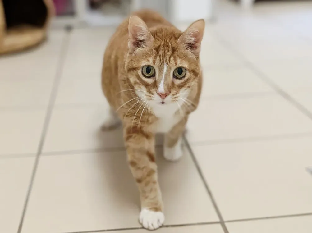 À l'adoption : Arlequine