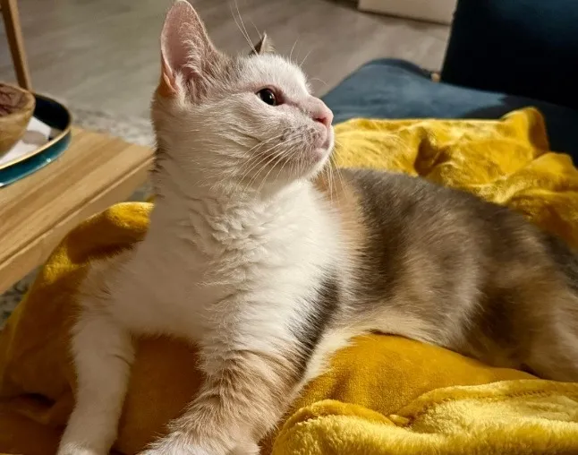 À l'adoption : Kincha