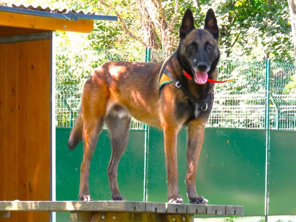 À l'adoption : Nasko