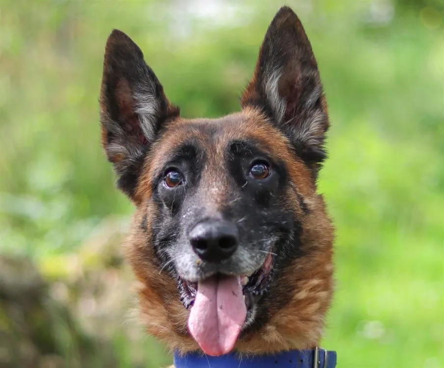 À l'adoption : Own Black