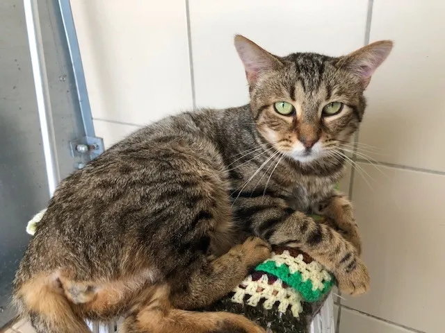 À l'adoption : Texas