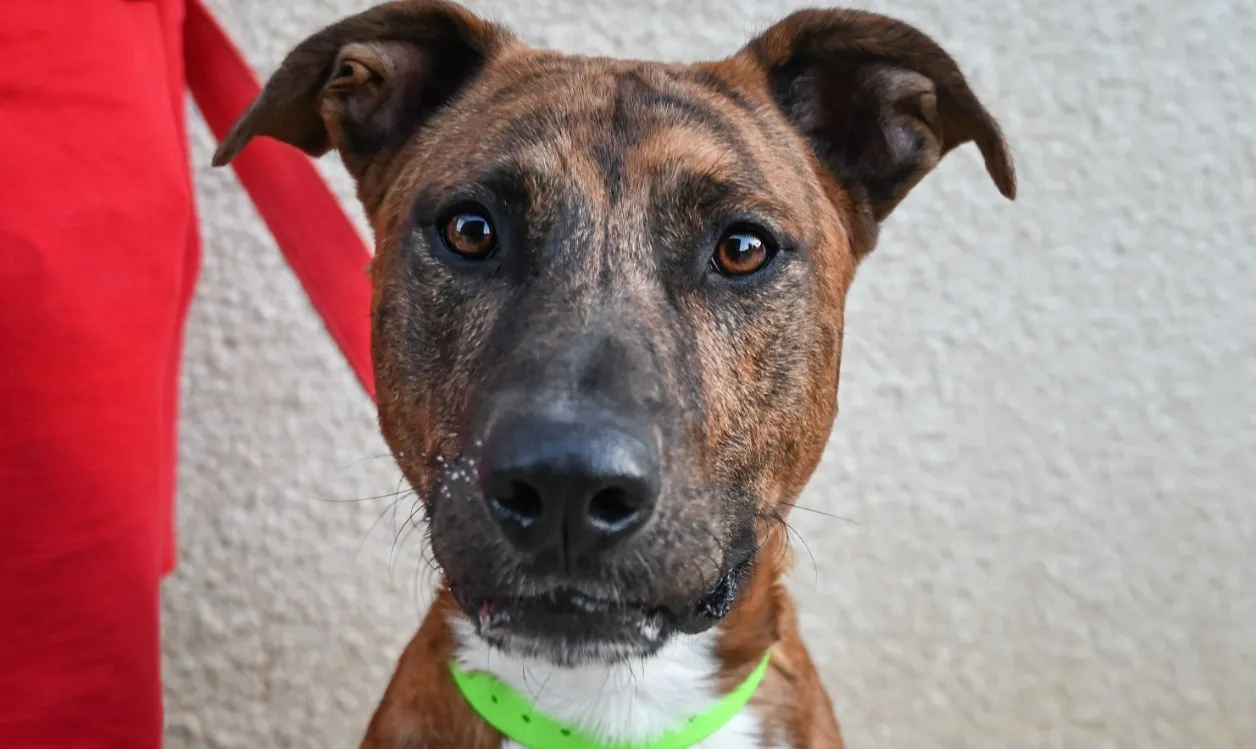 À l'adoption : Guizmo