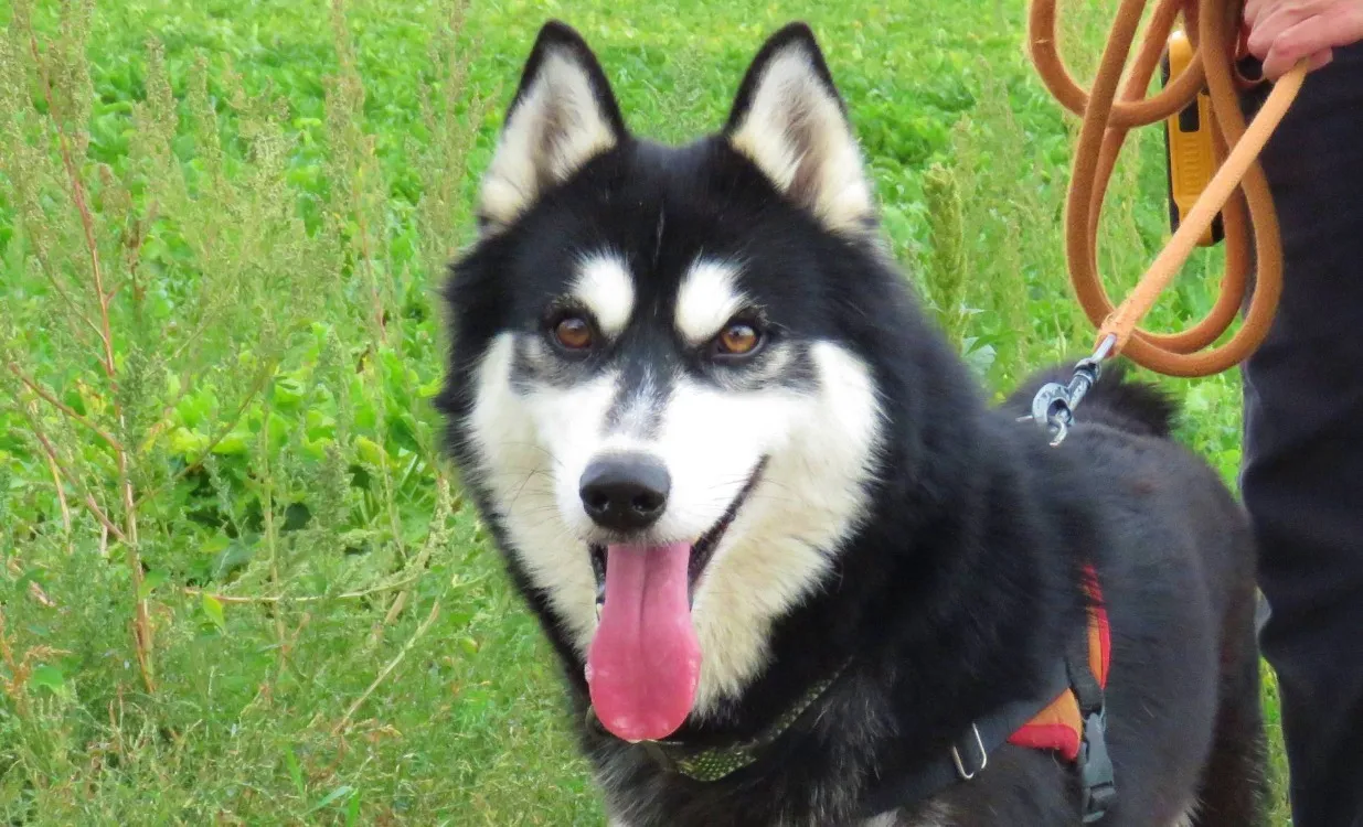 À l'adoption : Olaf'