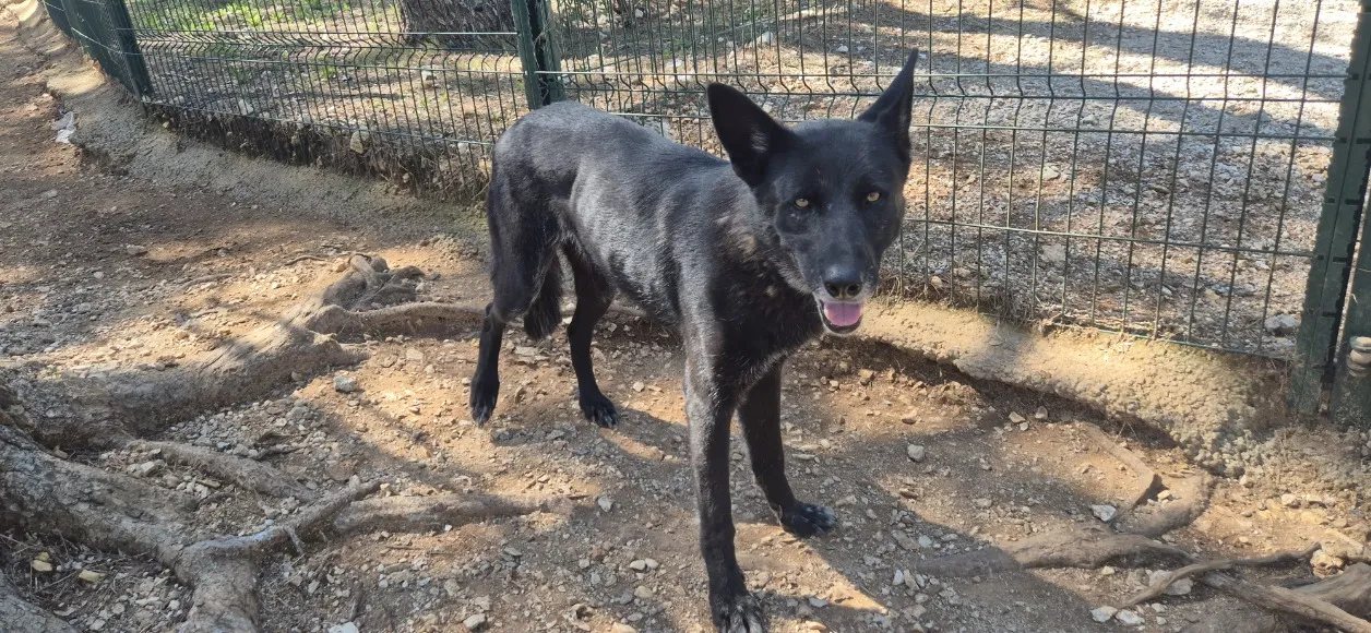 À l'adoption : Okami