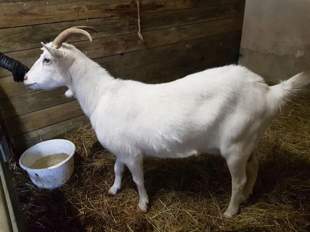 À l'adoption : Megara